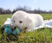 Victor, a male Golden Retriever and English Cream Golden Retriever for sale in Kansas City, MO – Photo 2 of 6