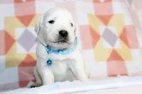 Apollo, a male English Cream Golden Retriever for sale in Kansas City, MO – Photo 6 of 6