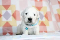 Apollo, a male English Cream Golden Retriever for sale in Kansas City, MO – Photo 1 of 6