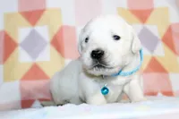 Apollo, a male English Cream Golden Retriever for sale in Kansas City, MO – Photo 4 of 6