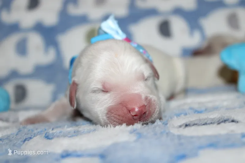 4th choice male – English Cream Golden Retriever puppy for sale in Kansas City, MO