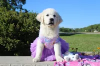 Daisy, a female English Cream Golden Retriever for sale in Kansas City, MO – 4 of 6