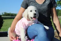Isabella, a female English Cream Golden Retriever for sale in Kansas City, MO – 4 of 9