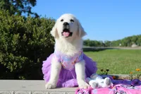 Daisy, a female English Cream Golden Retriever for sale in Kansas City, MO – 3 of 6