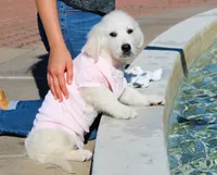 Isabella, a female English Cream Golden Retriever for sale in Kansas City, MO – 5 of 9