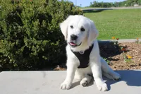 Buster, a male English Cream Golden Retriever for sale in Kansas City, MO – 5 of 10