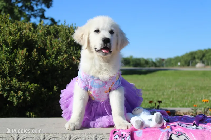 Daisy – English Cream Golden Retriever puppy for sale in Kansas City, MO