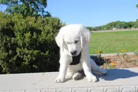 Buster, a male English Cream Golden Retriever for sale in Kansas City, MO – 7 of 10
