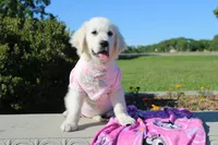 Isabella, a female English Cream Golden Retriever for sale in Kansas City, MO – 1 of 9