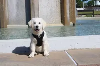 Buster, a male English Cream Golden Retriever for sale in Kansas City, MO – 3 of 10