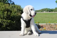 Buster, a male English Cream Golden Retriever for sale in Kansas City, MO – 6 of 10