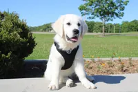 Buster, a male English Cream Golden Retriever for sale in Kansas City, MO – 2 of 10