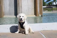 Buster, a male English Cream Golden Retriever for sale in Kansas City, MO – 4 of 10