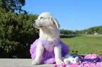 Daisy, a female English Cream Golden Retriever for sale in Kansas City, MO – 2 of 6