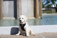 Buster, a male English Cream Golden Retriever for sale in Kansas City, MO – 10 of 10