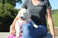 Isabella, a female English Cream Golden Retriever for sale in Kansas City, MO – 7 of 9
