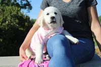 Isabella, a female English Cream Golden Retriever for sale in Kansas City, MO – 8 of 9
