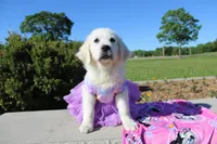 Daisy, a female English Cream Golden Retriever for sale in Kansas City, MO – 6 of 6