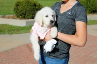 Isabella, a female English Cream Golden Retriever for sale in Kansas City, MO – 6 of 9