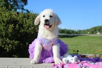Daisy, a female English Cream Golden Retriever for sale in Kansas City, MO – 5 of 6