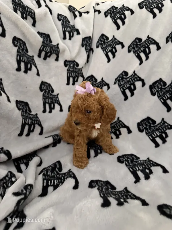 Rosey  – Poodle - Toy  puppy for sale in Queen Creek, AZ