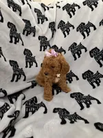 Rosey , a female Poodle - Toy  for sale in Queen Creek, AZ – 1 of 4