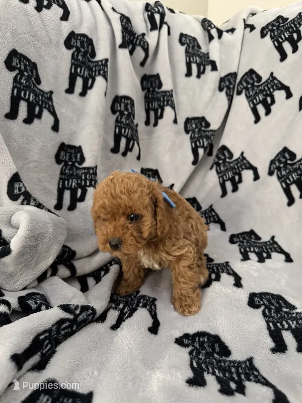 Penny – Poodle - Toy  puppy for sale in Queen Creek, AZ