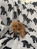 Penny, a female Poodle - Toy  for sale in Queen Creek, AZ – 1 of 4