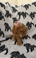 Rosey , a female Poodle - Toy  for sale in Queen Creek, AZ – 3 of 4