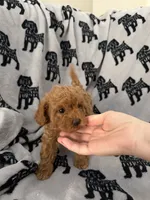 Penny, a female Poodle - Toy  for sale in Queen Creek, AZ – 4 of 4