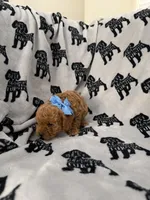 Penny, a female Poodle - Toy  for sale in Queen Creek, AZ – 3 of 4