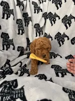 Teddy , a male Poodle - Toy  for sale in Queen Creek, AZ – 3 of 3