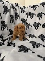 Penny, a female Poodle - Toy  for sale in Queen Creek, AZ – 2 of 4