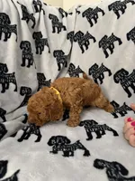 Teddy , a male Poodle - Toy  for sale in Queen Creek, AZ – 2 of 3