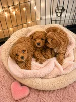 Rosey , a female Poodle - Toy  for sale in Queen Creek, AZ – 4 of 4