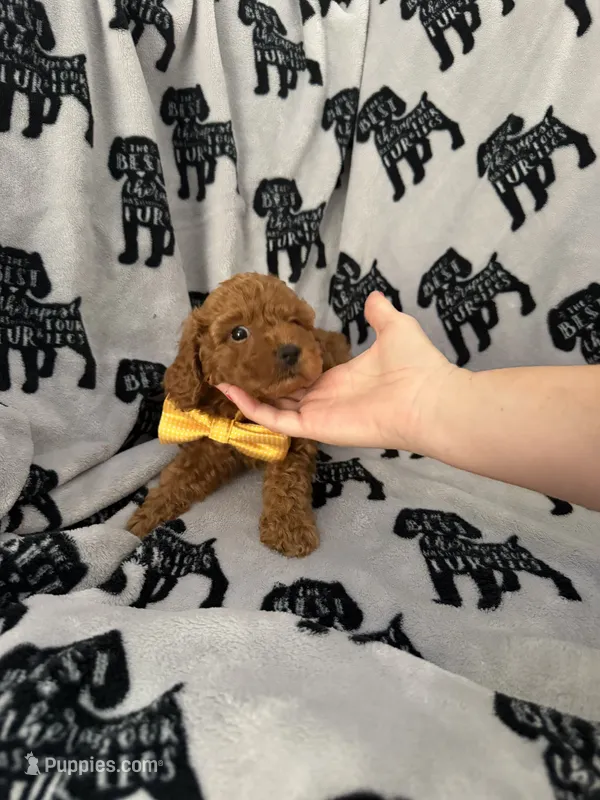 Teddy  – Poodle - Toy  puppy for sale in Queen Creek, AZ