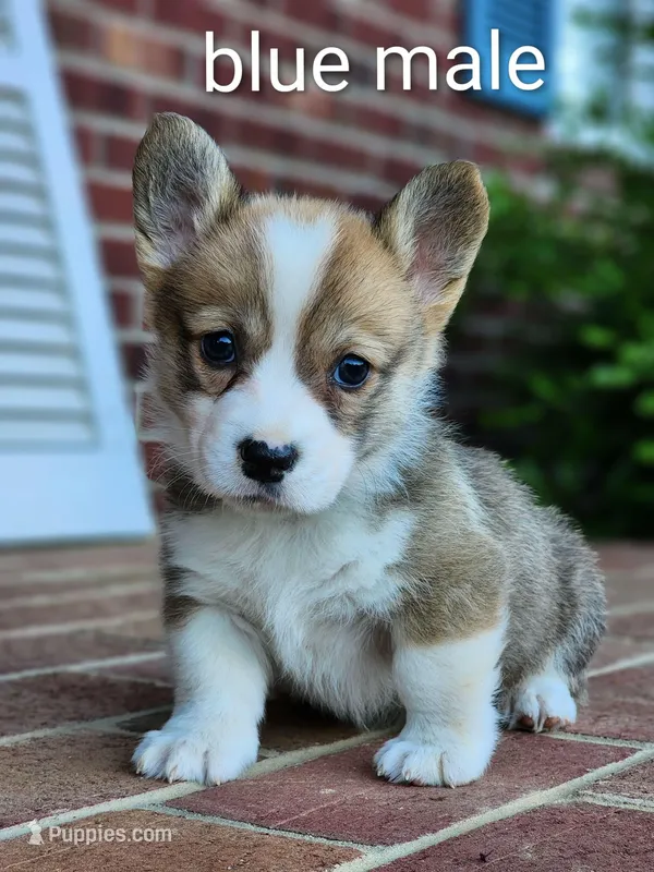 Bluey – Pembroke Welsh Corgi puppy for sale in Winston-Salem, NC