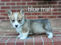 Bluey, a male Pembroke Welsh Corgi for sale in Winston-Salem, NC – Photo 2 of 4