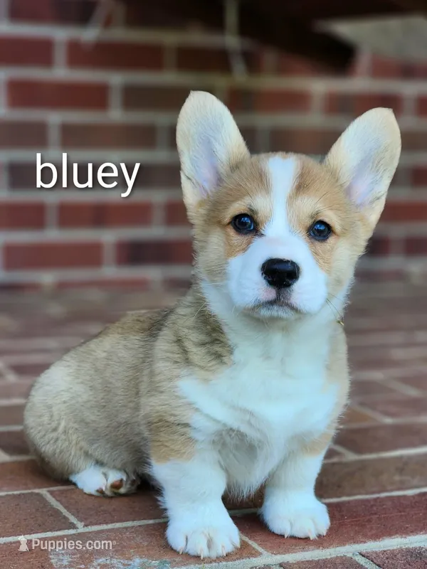 Bluey – Pembroke Welsh Corgi puppy for sale in Winston-Salem, NC
