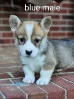 Bluey, a male Pembroke Welsh Corgi for sale in Winston-Salem, NC – Photo 4 of 4