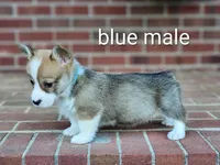 Bluey, a male Pembroke Welsh Corgi for sale in Winston-Salem, NC – Photo 3 of 4