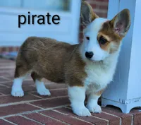 Pirate, a male Pembroke Welsh Corgi for sale in Winston-Salem, NC – 3 of 3