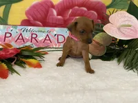 Rosie AKC, a female Miniature Pinscher for sale in Winston-Salem, NC – 2 of 6