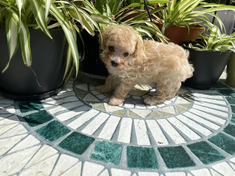 Biscuit AKC – Poodle - Toy  puppy for sale in Winston-Salem, NC