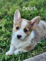 Pearl, a female Pembroke Welsh Corgi for sale in Winston-Salem, NC – 4 of 4
