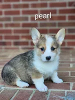 Pearl, a female Pembroke Welsh Corgi for sale in Winston-Salem, NC – Photo 4 of 5