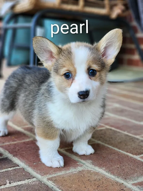 Pearl – Pembroke Welsh Corgi puppy for sale in Winston-Salem, NC