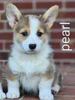 Pearl, a female Pembroke Welsh Corgi for sale in Winston-Salem, NC – 2 of 4