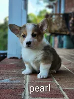 Pearl, a female Pembroke Welsh Corgi for sale in Winston-Salem, NC – Photo 5 of 5