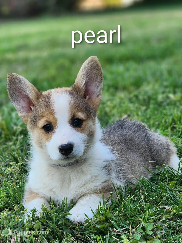 Pearl – Pembroke Welsh Corgi puppy for sale in Winston-Salem, NC